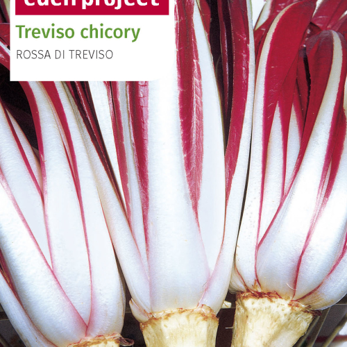 Franchi - Eden Project Chicory Red of Treviso
