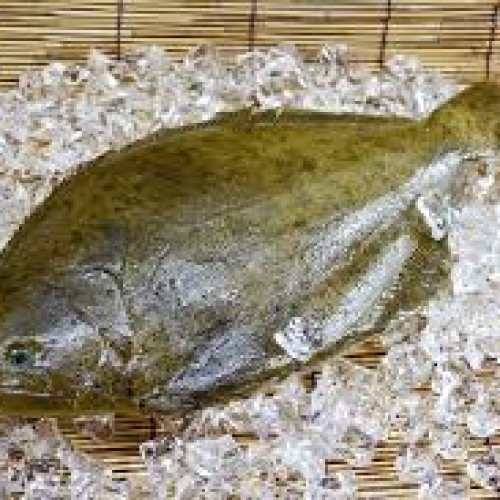 Flounder