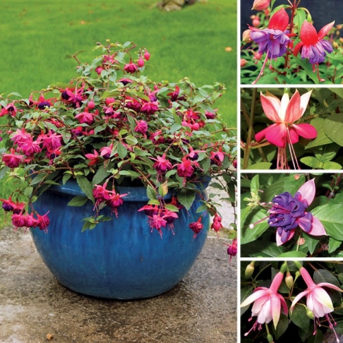 Upright Fuchsia