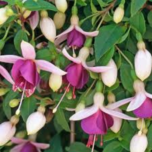 Trailing Fuchsia
