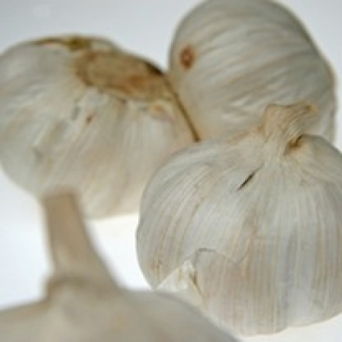 GARLIC BULB