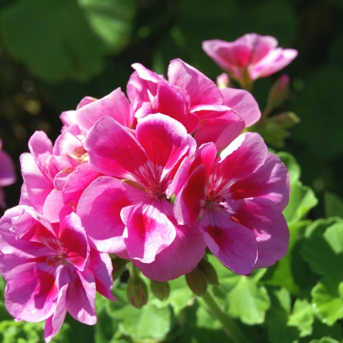 Upright Geranium / White & Pink