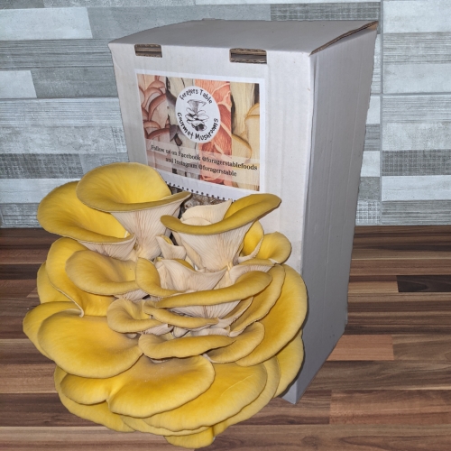 Gold Oyster Mushroom Growing Kits - Foragers Table
