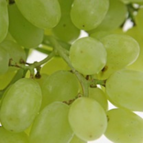 GRAPES SEEDLESS /T