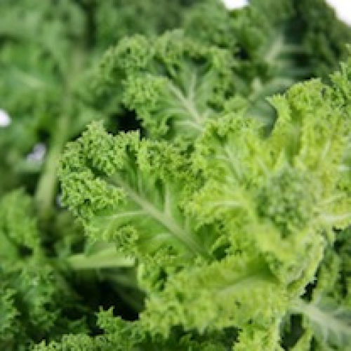 GREEN KALE CORNISH /T