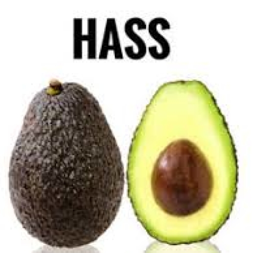 Hass Avocado