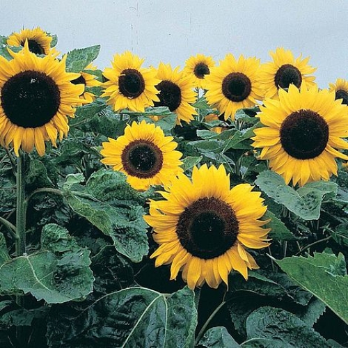 Sun Flower