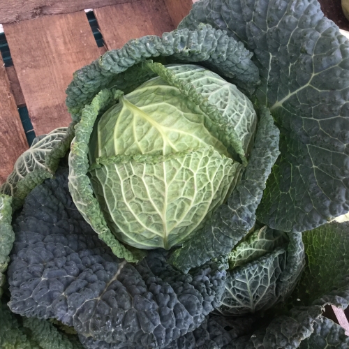 Savoy Cabbage