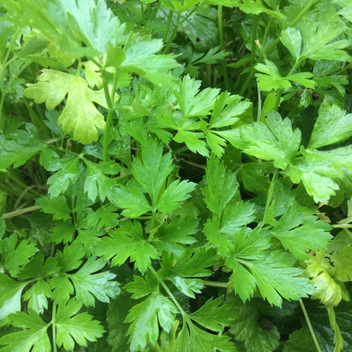 Nissi Parsley