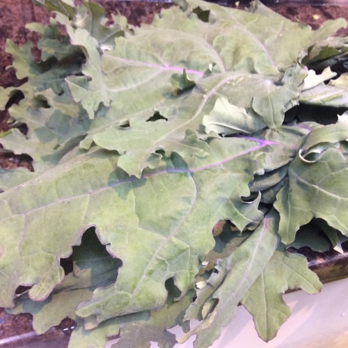 Nissi Russian Kale