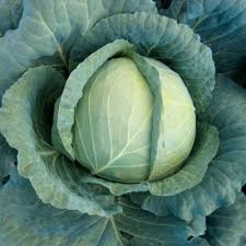 White cabbage - whole