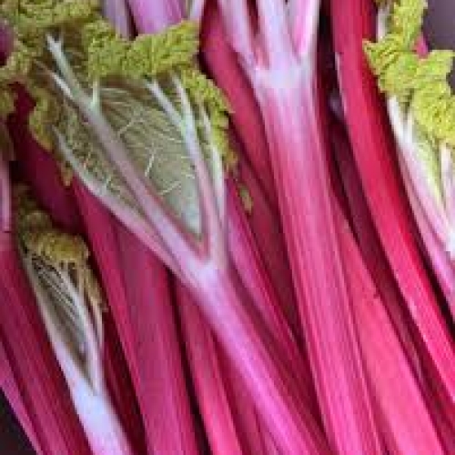Forced Rhubarb