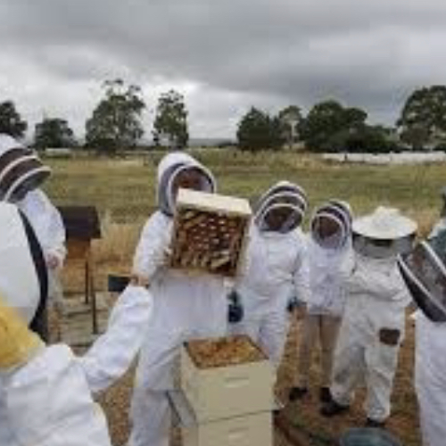 Beekeeping Experience