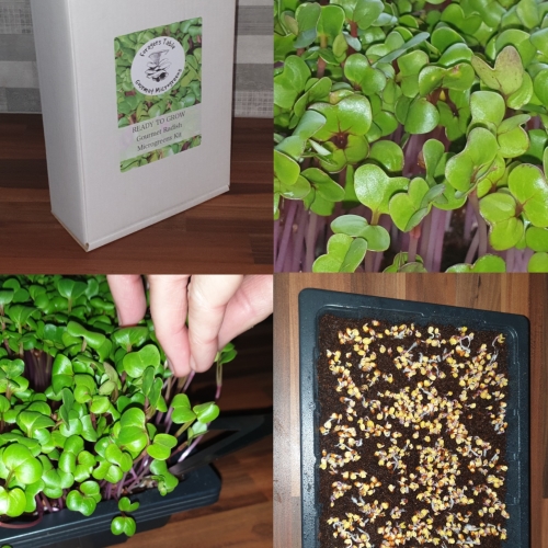 Seed Grow Kit Radish MICROGREENS superfood Easy to Grow Your Own -Forager Table