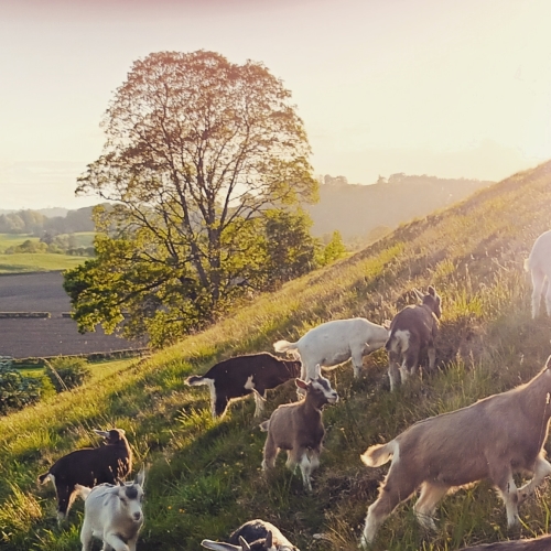 Goat kid meat boxes available now from Glanrafon Farmhouse Big Barn