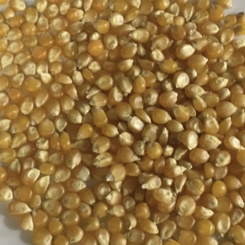 Popping Corn
