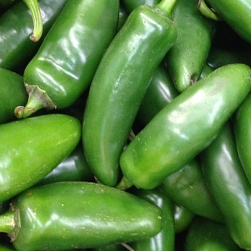 Chiili Plant- Jalapeño