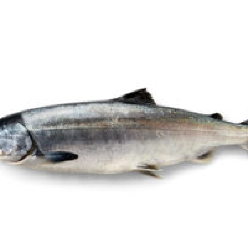 Wild Alaskan Keta Salmon 260g