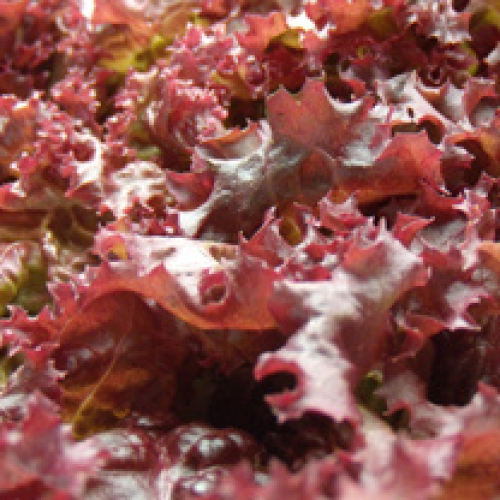 LOLLO ROSSA LETTUCE CORNISH