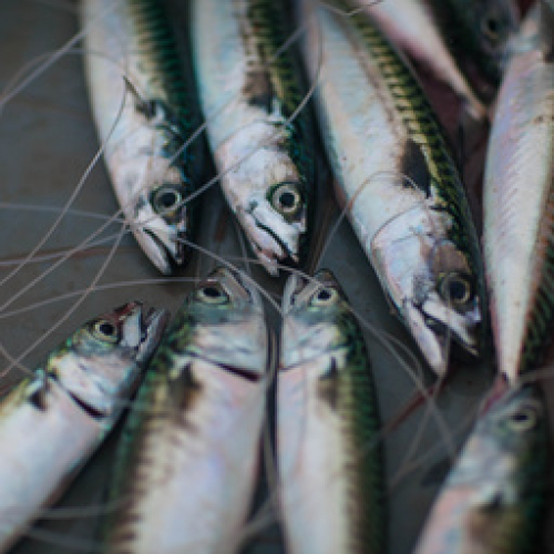 MACKEREL - FILLET frozen