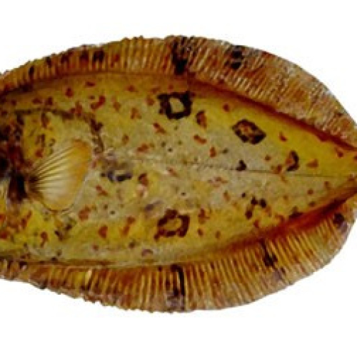 MEGRIM FILLET