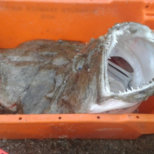 MONKFISH - CHUNKS