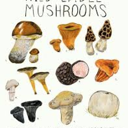 Mushrooms /t
