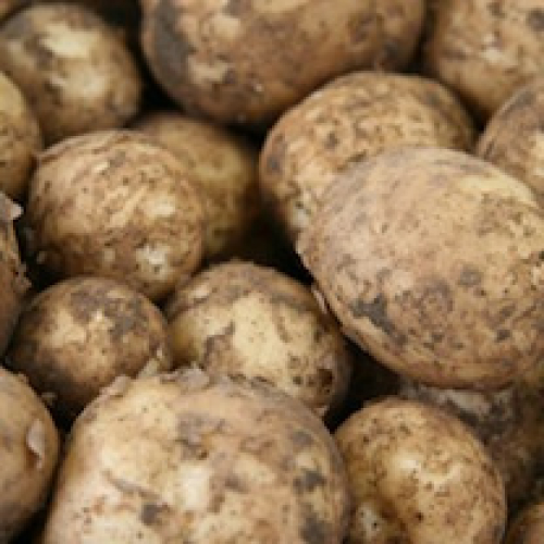NEW POTATOES CORNISH GROWFAIR /T