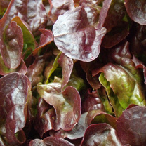 OAKLEAF LETTUCE CORNWALL /T