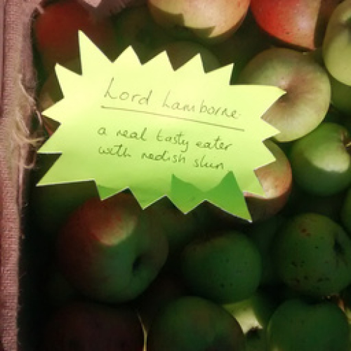 ORGANIC APPLES, LORD LAMBORNE, GROWN IN PYWORTHY.