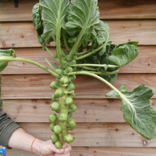 ORGANIC BRUSSEL SPROUT