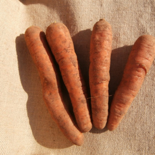 ORGANIC 1K CARROTS.