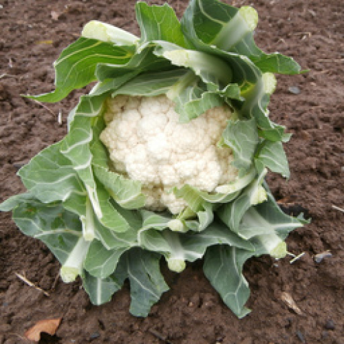 ORGANIC CAULIFLOWER