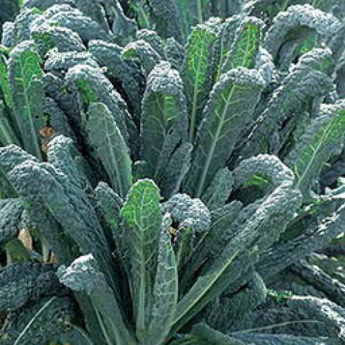 ORGANIC LOCAL CAVELO NERO KALE