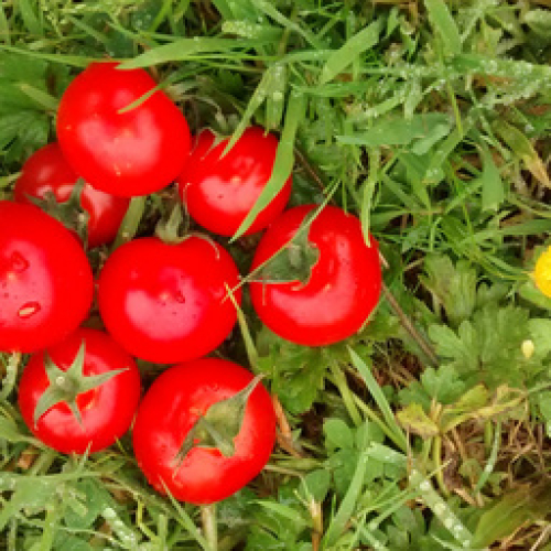 ORGANIC CHERRY TOMATOES