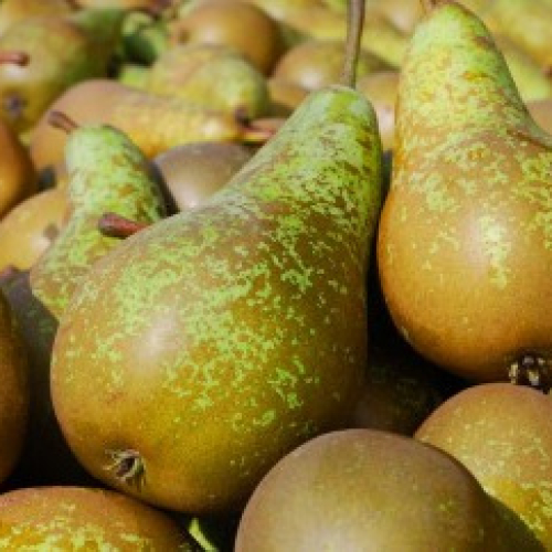 Conference Pears /m
