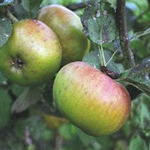 ORGANIC DEVON COOKING APPLES,1k.