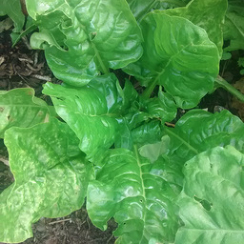 ORGANIC CORNISH FRESH CHARD