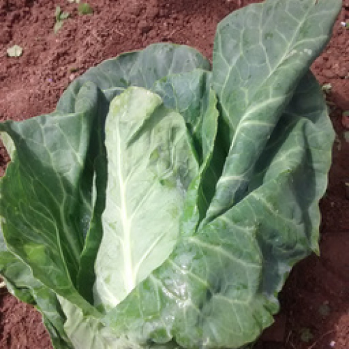 ORGANIC CORNISH POINTY CABBAGE