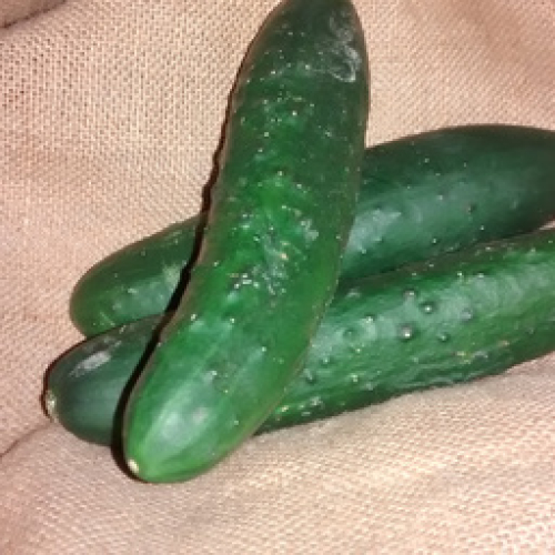 ORGANIC CUCUMBERS