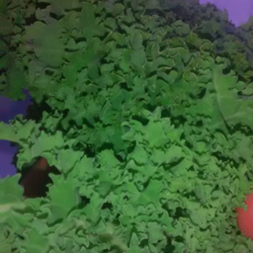 ORGANIC CURLY KALE