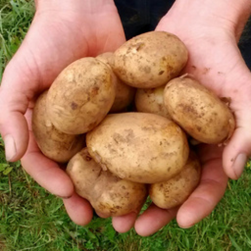 ORGANIC 1K POTATOES