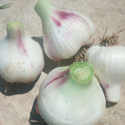 ORGANIC GARLIC