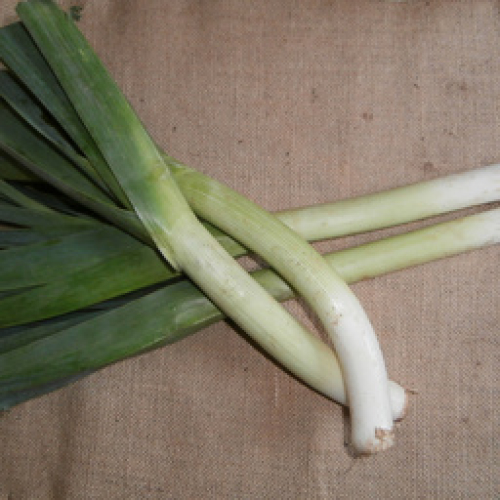 ORGANIC 600g LEEKS