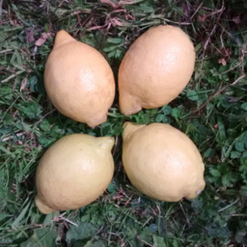 ORGANIC LEMON x1
