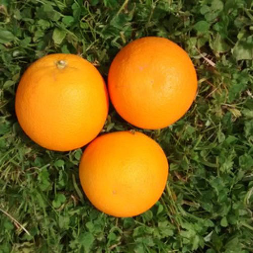 ORGANIC 1k ORANGES