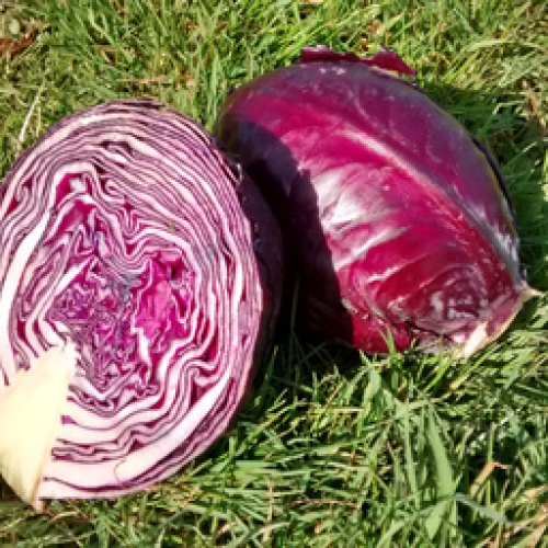 ORGANIC RED CABBAGE