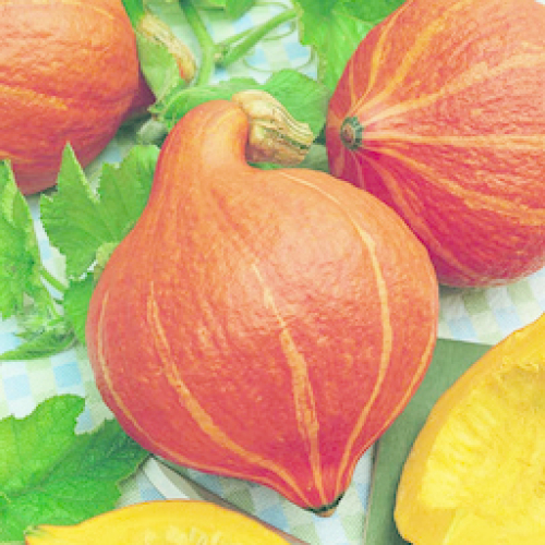 ORGANIC SQUASH
