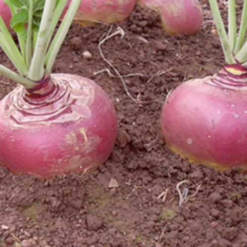ORGANIC SWEDE