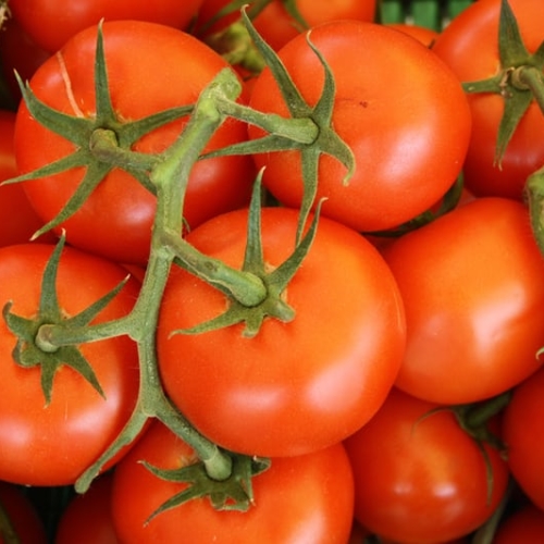 Vine Tomatoes